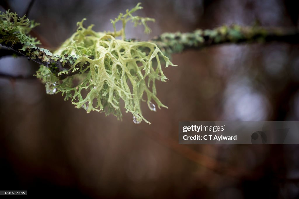 Close up of lichen Moss on wet branch