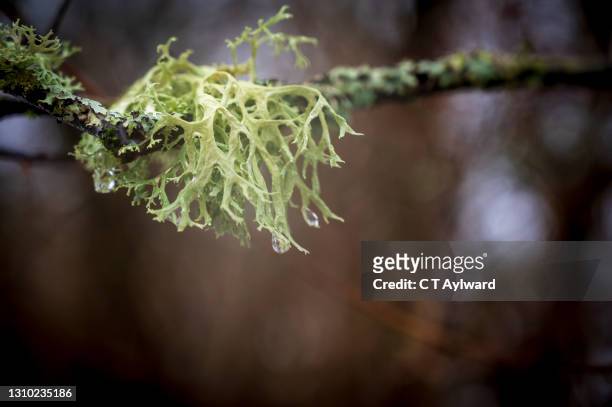 close up of lichen moss on wet branch - lachen stock pictures, royalty-free photos & images