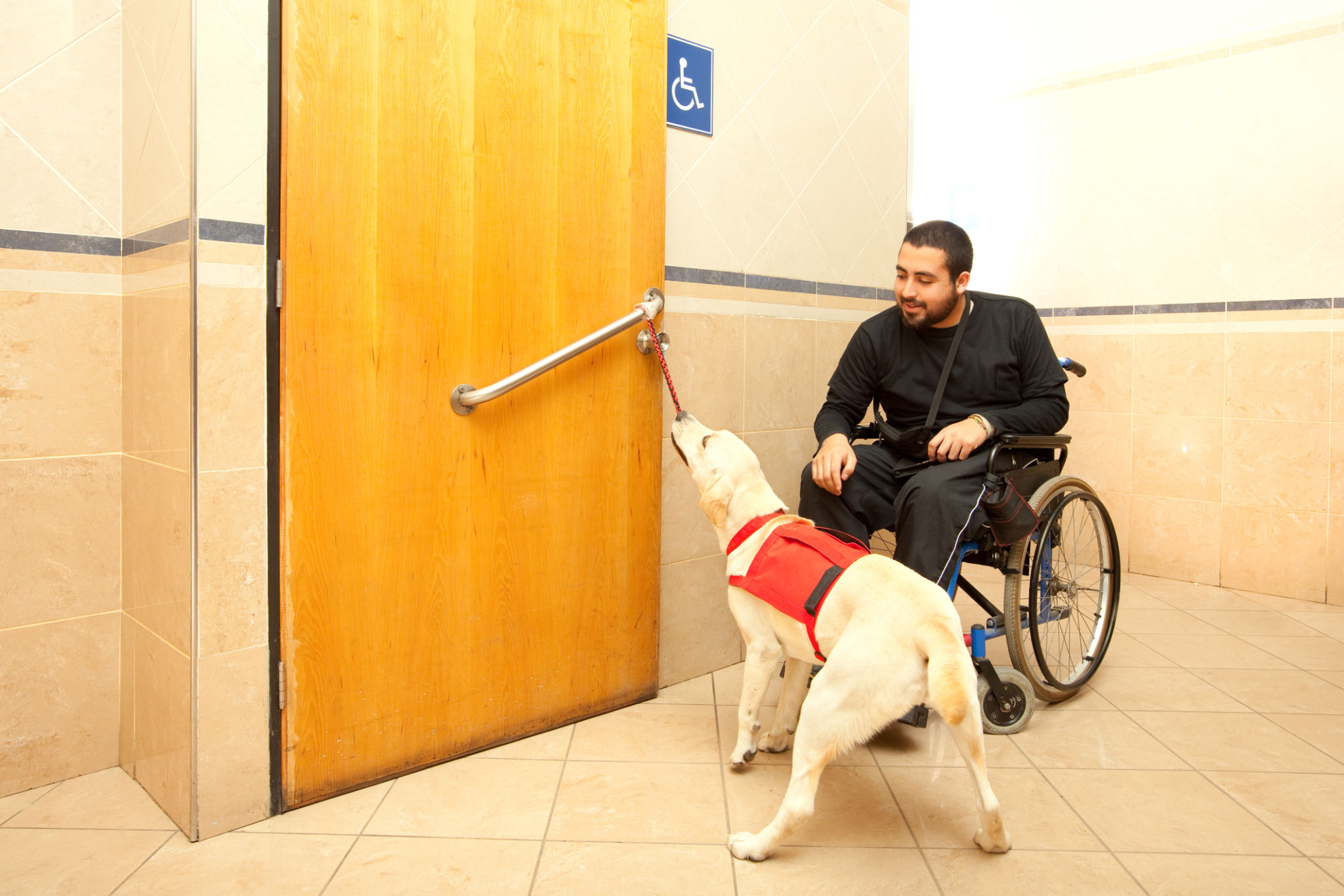 Man in wheelchair with the assistance of a trained service dog Man in wheelchair with the assistance of a trained service dog