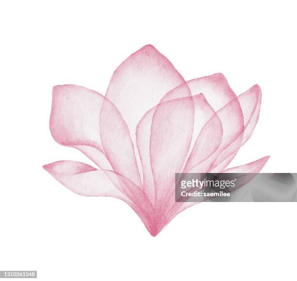 watercolor pink flower - single flower stock illustrations