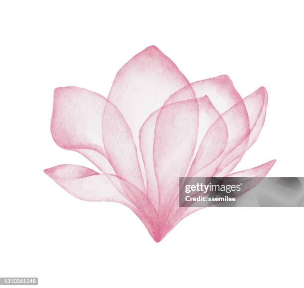 watercolor pink flower - watercolour abstract stock illustrations