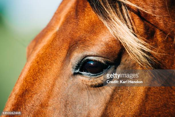 a close-up portrait of a horse in sunlight - stock photo - jument photos et images de collection