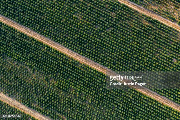 abstract drone view of christmas trees growing in a field - tree farm imagens e fotografias de stock