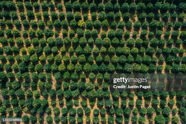 abstract drone view of christmas trees growing in a field - tree farm stock-fotos und bilder