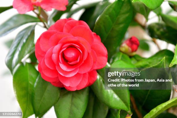 camellia japonica / japanese camellia flower: red, pink and white color - camellia japonica stock pictures, royalty-free photos & images