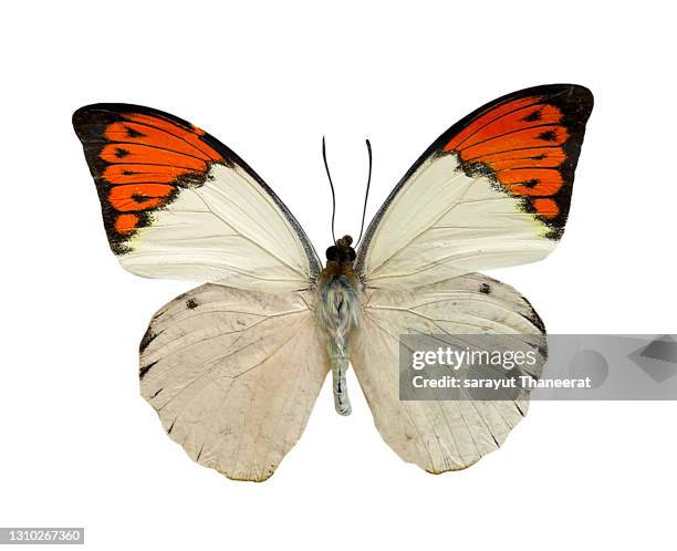 butterfly on a white background isolate - butterfly wings stock pictures, royalty-free photos & images