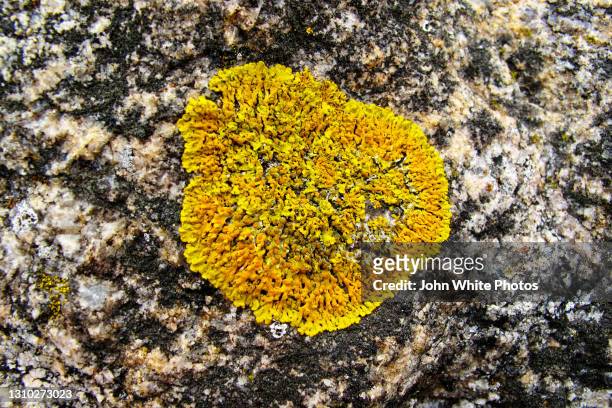 coastal close up of lichen. australia. - lachen stock pictures, royalty-free photos & images