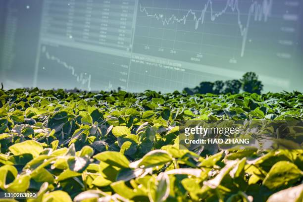 soybeans with stock graph - agriculture stock photos et images de collection