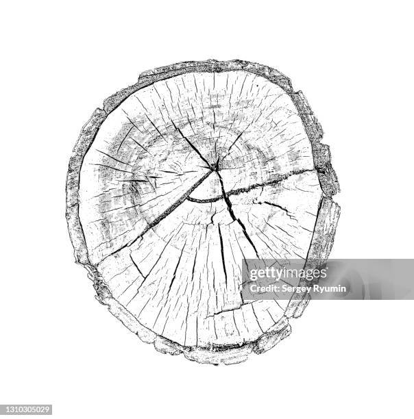 wooden cross section - groeiring stockfoto's en -beelden