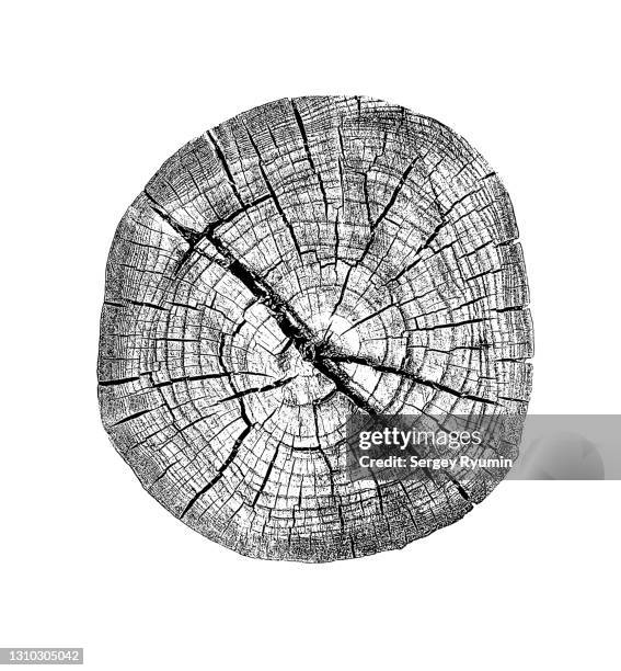 Tree Section Jpg Tree Trunk Cross Section Annual Rings Stock-Fotos und Bilder - Getty Images