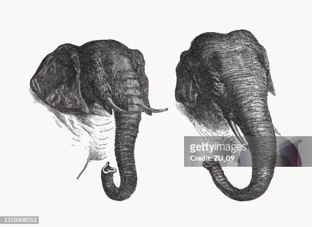 ilustrações de stock, clip art, desenhos animados e ícones de african and indian elephant, wood engraving, published in 1893 - elephant head