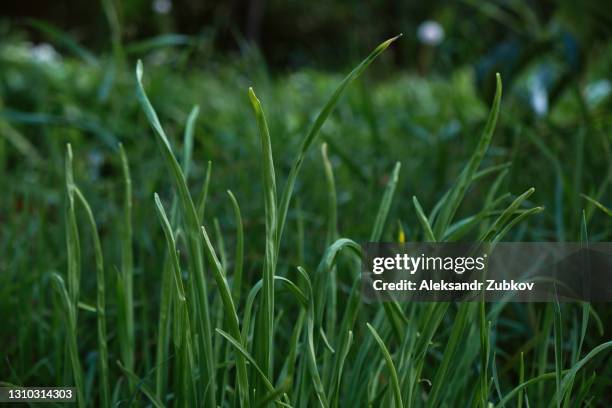 green grass on a sunny summer day, in a field, in a meadow or in a forest. background or screen saver for the monitor screen. - screen saver stock pictures, royalty-free photos & images