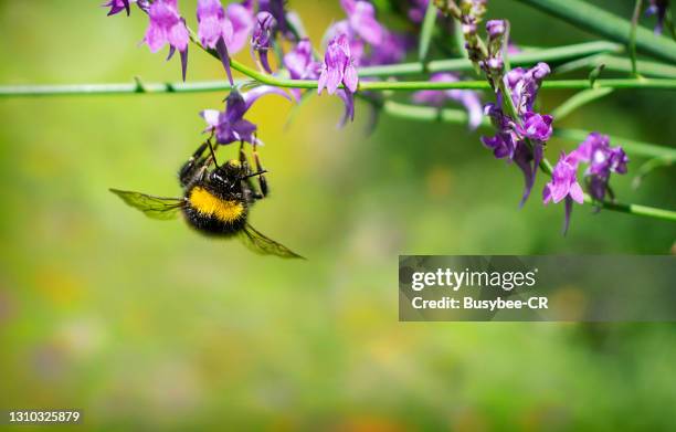 bee collecting pollen from small purple flowers - 吻 ストックフォトと画像