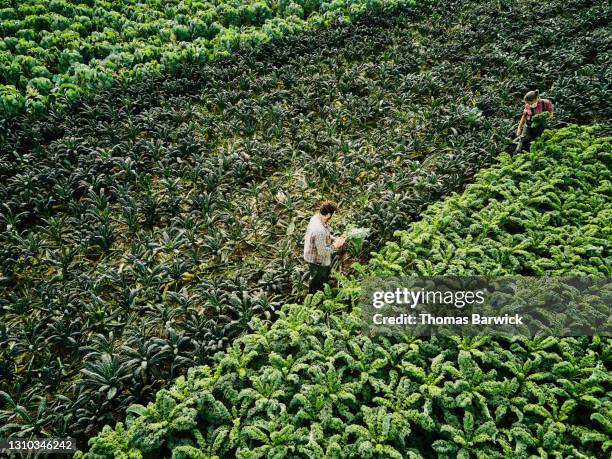 aerial shot of farmers harvesting organic kale in farm field on fall morning - kohlpflanze stock-fotos und bilder