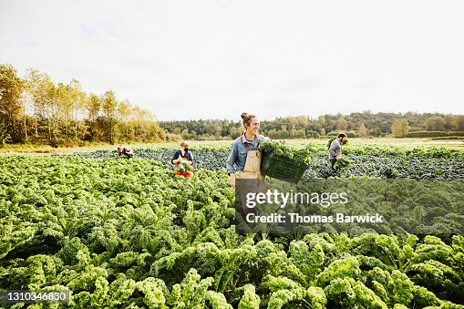 Wide shot of smiling farmer carrying bin of freshly harvested organic curly kale through field on fall morning Wide shot of smiling farmer carrying bin of freshly harvested organic curly kale through field on fall morning