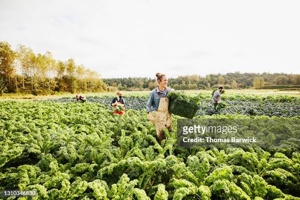 wide shot of smiling farmer carrying bin of freshly harvested organic curly kale through field on fall morning - veld stockfoto's en -beelden
