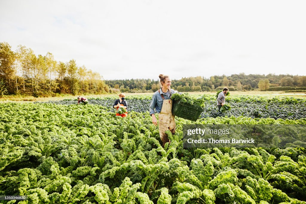 Wide shot of smiling farmer carrying bin of freshly harvested organic curly kale through field on fall morning
