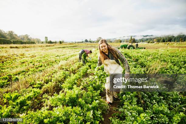 wide shot of smiling female farmer harvesting organic celery with coworkers on fall morning - farmer walking stock pictures, royalty-free photos & images