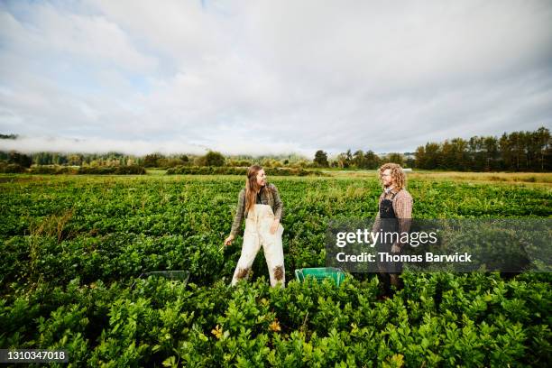 wide shot of farmers laughing together during harvest on organic farm on fall morning - outstanding comedy series fotografías e imágenes de stock