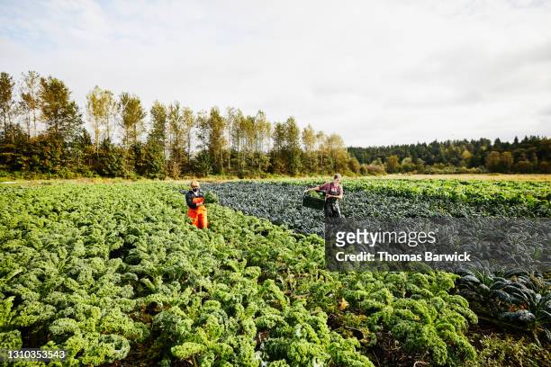 extreme wide shot of female farmers carrying freshly harvested organic kale through field on fall morning - crucifers stock pictures, royalty-free photos & images