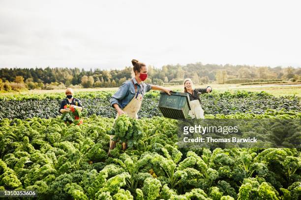 wide shot of farmers harvesting organic kale on fall morning - community safety stock pictures, royalty-free photos & images