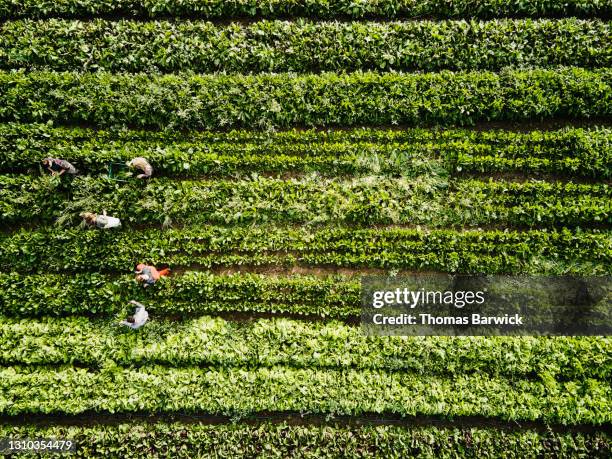 aerial shot of farmers harvesting organic kale in farm field on fall morning - farmer harvest stockfoto's en -beelden