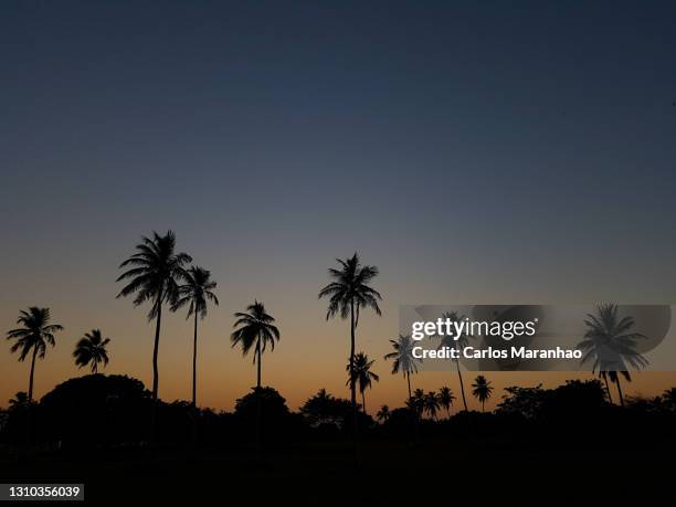 silhueta no por do sol - coconut palm tree stock pictures, royalty-free photos & images