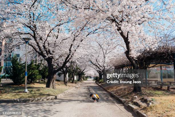 happy little girl with cherry blossoms - daejeon - fotografias e filmes do acervo