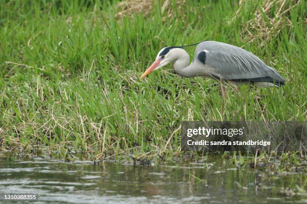 a stunning grey heron (ardea cinerea) standing in the reeds at the edge of a river hunting for food. - gray heron stock pictures, royalty-free photos & images