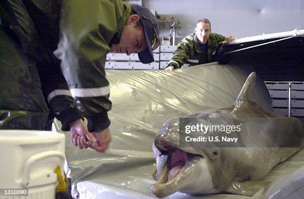 Petty Officer 2nd Class Stephen Palmer of Explosive Ordnance Disposal Team 3 gives Hapa, a half Atlantic, half Pacific bottle nose dolphin, used for...