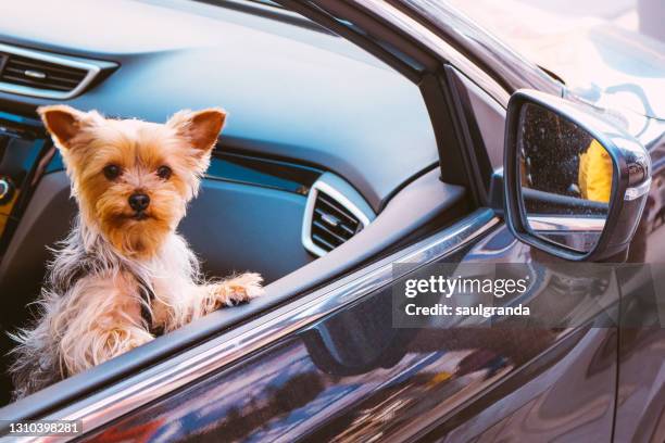 yorkshire terrier inside a car - yorkshire terrier stock pictures, royalty-free photos & images