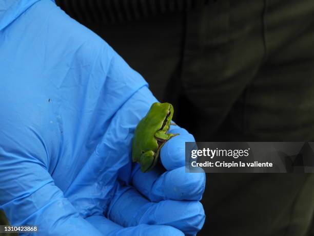 Frog Pathogen Fungal Pathogen Photos and Premium High Res Pictures - Getty Images