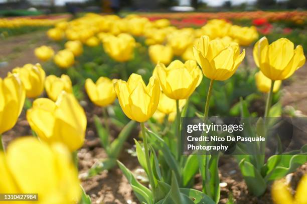 cultivated field of yellow tulips - tulips amsterdam stock pictures, royalty-free photos & images