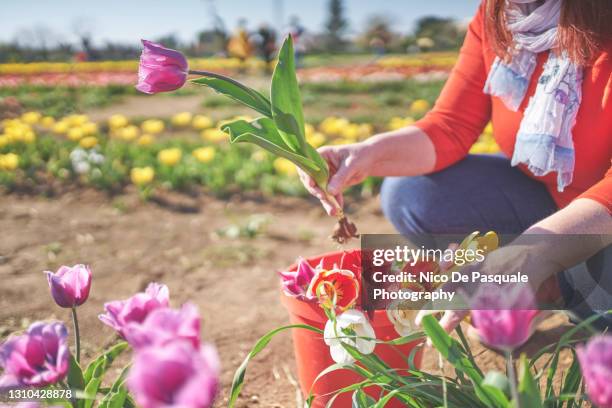 woman picking up flowers - tulips amsterdam stock pictures, royalty-free photos & images