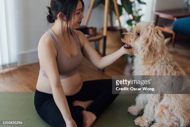 pregnant woman doing yoga with dog - zen dog stock pictures, royalty-free photos & images