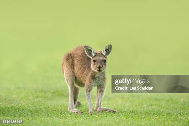 western grey kangaroo joey - joey kangaroo photos et images de collection