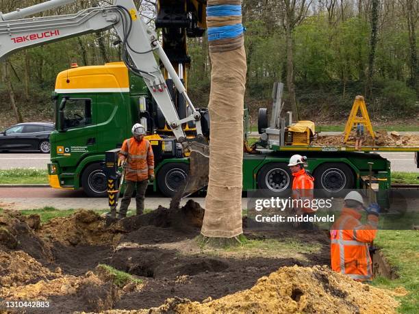 planting of relocated big tree - service level high stock pictures, royalty-free photos & images
