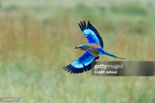 lilac-breasted roller im flug - rake stock-fotos und bilder