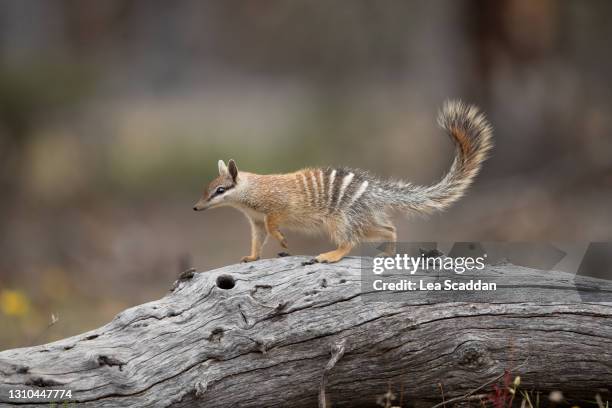 numbat foraging - marsupial stock pictures, royalty-free photos & images