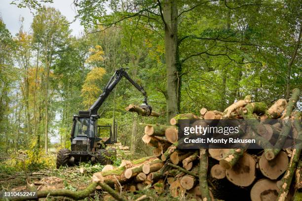log carrying machine stacking logs in sustainable forest - 林業機械 ストックフォトと画像