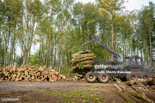 log carrier machine stacking logs in sustainable forest - 林業機械 ストックフォトと画像