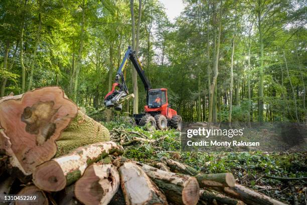 tree harvesting machine cutting trees in sustainable forest - forstwirtschaft stock-fotos und bilder