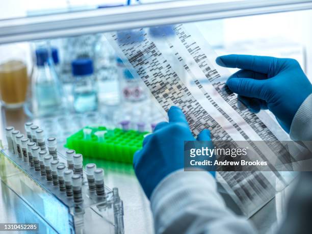 dna research, scientist viewing a dna autoradiogram showing the results from samples on the lab bench - cromosoma foto e immagini stock