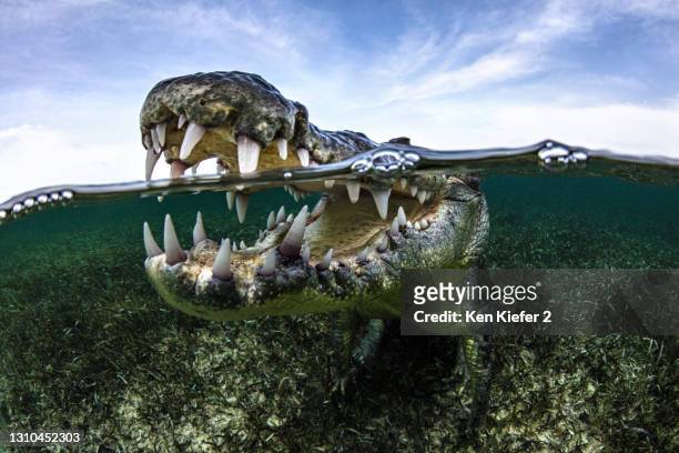open mouth of american crocodile in water, chinchorro banks, mexico - クロコダイル ストックフォトと画像