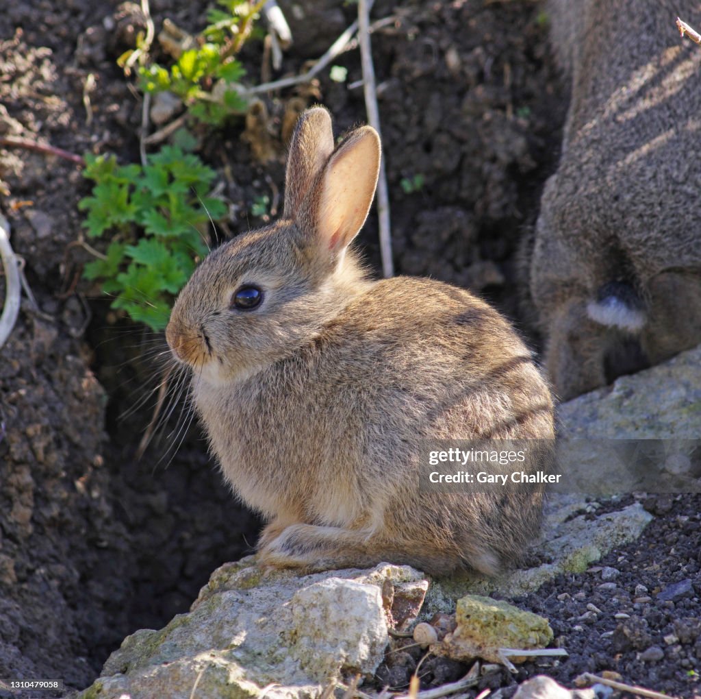 Baby Rabbit Na Wild Baby Rabbit Oryctolagus Cuniculus High-Res Stock Photo - Getty Images