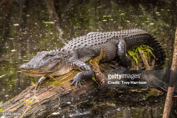 alligator on log - big cypress swamp national preserve stock pictures, royalty-free photos & images