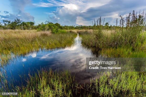 alligator trail - wildlife corridor stock pictures, royalty-free photos & images