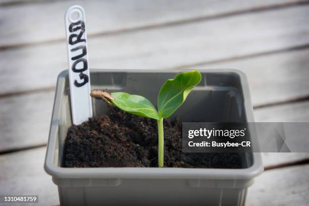 gourd seedling emerging from the soil - seed packet stock pictures, royalty-free photos & images