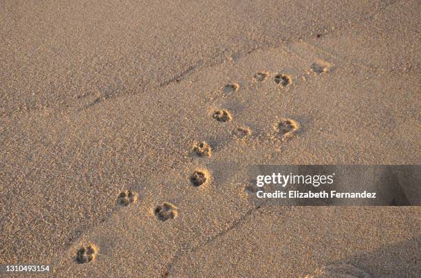 dog footprints in the sand on the beach - animal footprint stockfoto's en -beelden