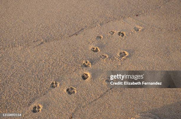 dog footprints in the sand on the beach - dog footprint stock pictures, royalty-free photos & images